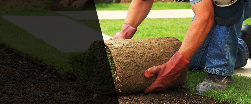 Palm Harbor Landscapers